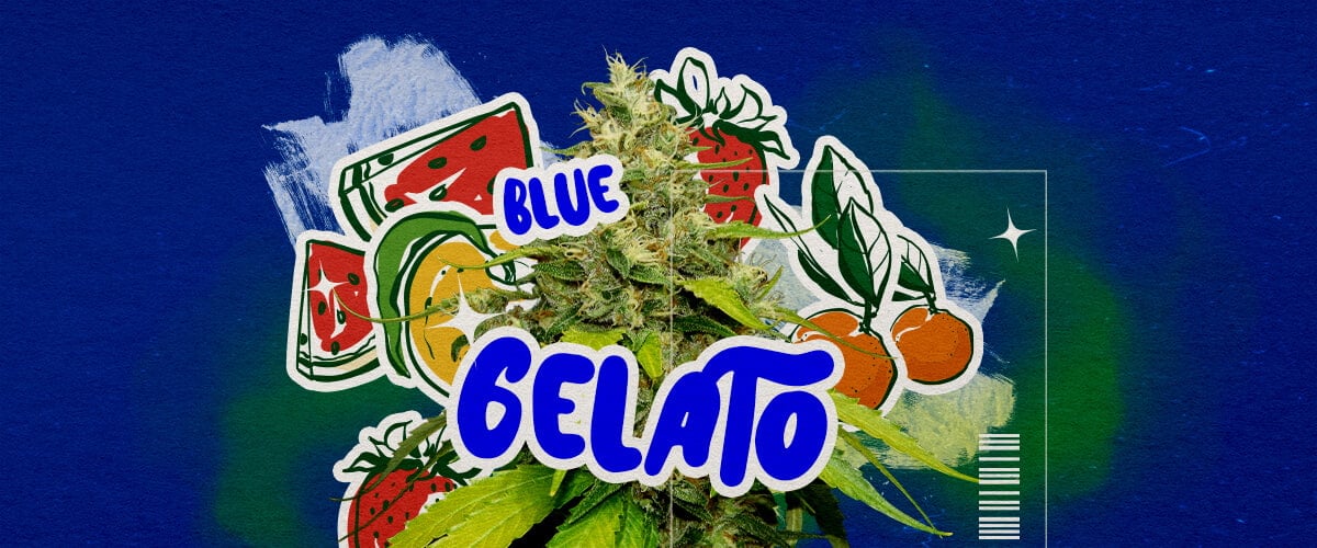 Una ilustración de un cogollo de cannabis Blue Gelato con tonos púrpura, pistilos anaranjados y tricomas densos, con elementos de aroma frutal de arándano y cremoso, sobre un fondo verde, destacando su apariencia y aroma.