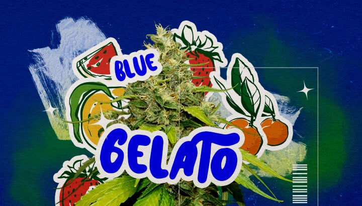 Una ilustración de un cogollo de cannabis Blue Gelato con tonos púrpura, pistilos anaranjados y tricomas densos, con elementos de aroma frutal de arándano y cremoso, sobre un fondo verde, destacando su apariencia y aroma.