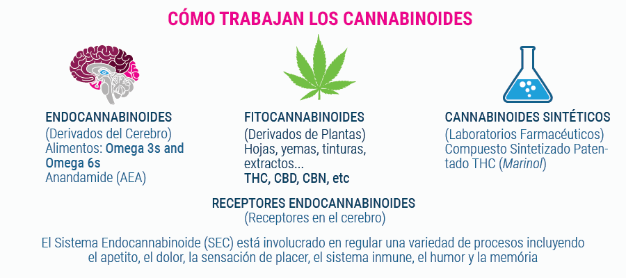 La razón del porque la marihuana aumenta el apetito