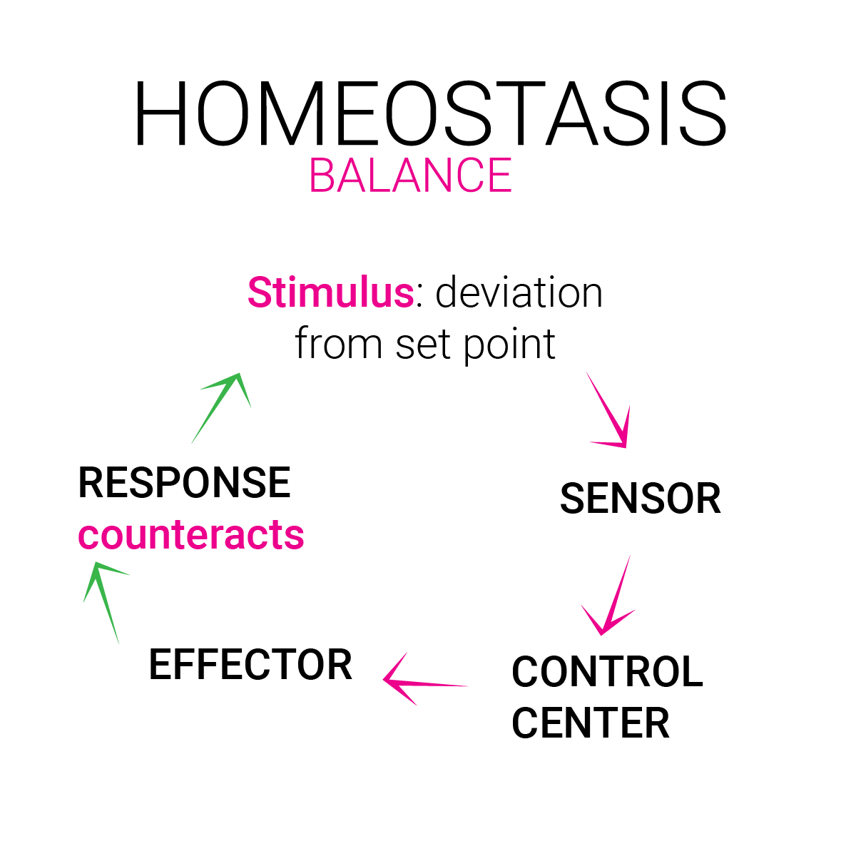 equilibrio de homeostasis