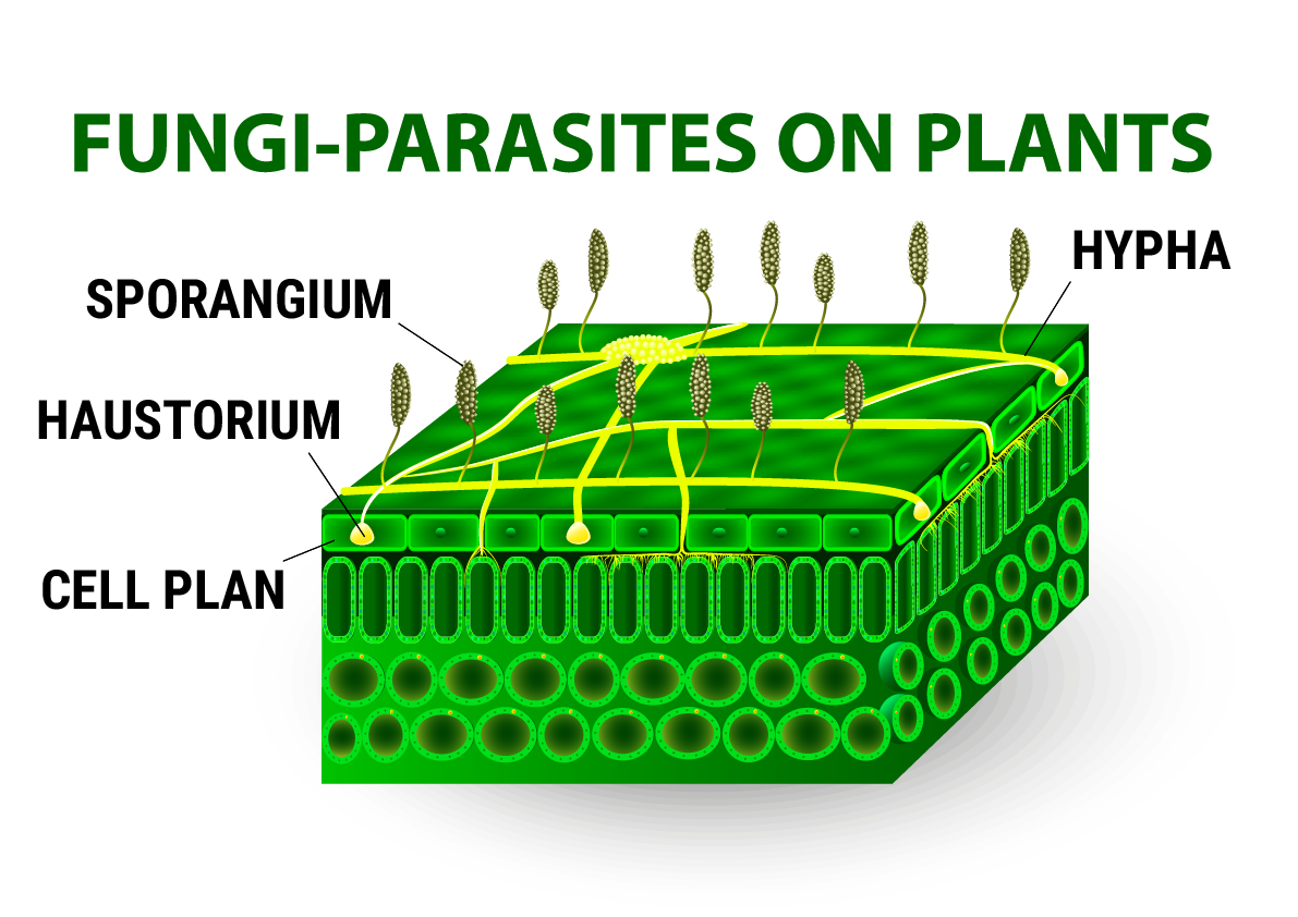 Pythium hydroponics raíz de hongo cannabis