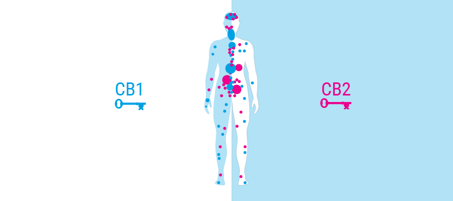 Receptores del cuerpo sistema cannabinoide