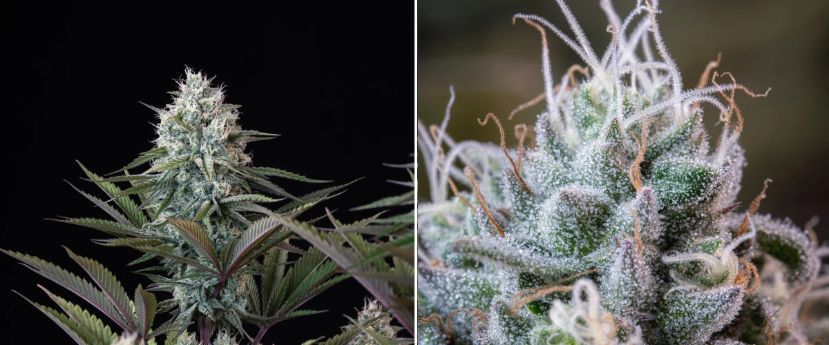 Estructura del cogollo de Astro Lemonade F1: tricomas escarchados Cogollo de cannabis Astro Lemonade F1 con flores densas y resinosas, tricomas escarchados, pistilos blancos y follaje verde-morado sobre un fondo oscuro.