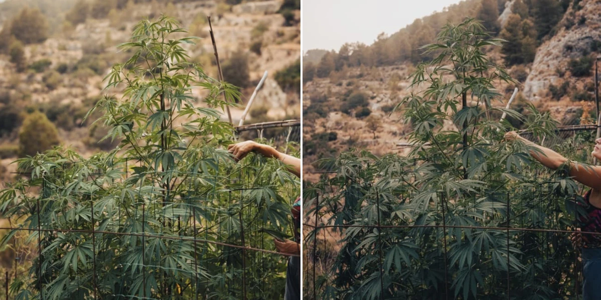 Altura final de Astro Lemonade F1: crecimiento alto en exterior Planta de cannabis Astro Lemonade F1 mostrando una gran altura final, ramificación fuerte, follaje verde y crecimiento vigoroso en exterior.