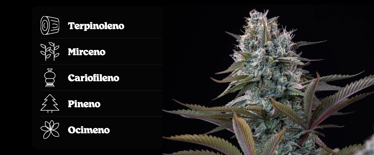 Perfil terpénico de Astro Lemonade F1: aromas de limón Cogollo de cannabis Astro Lemonade F1 con perfil terpénico que muestra terpinoleno, ocimeno, cariofileno, mirceno y pineno.