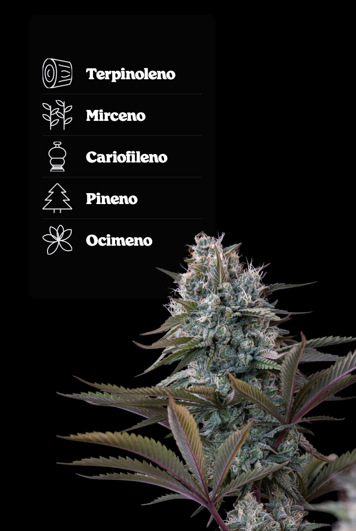Perfil terpénico de Astro Lemonade F1: aromas de limón Cogollo de cannabis Astro Lemonade F1 con perfil terpénico que muestra terpinoleno, ocimeno, cariofileno, mirceno y pineno.