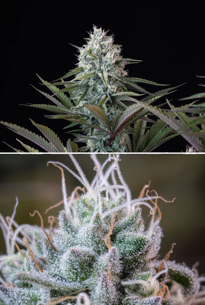 Estructura del cogollo de Astro Lemonade F1: tricomas escarchados Cogollo de cannabis Astro Lemonade F1 con flores densas y resinosas, tricomas escarchados, pistilos blancos y follaje verde-morado sobre un fondo oscuro.