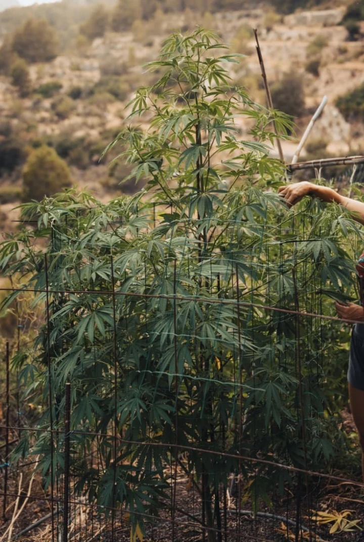 Altura final de Astro Lemonade F1: crecimiento alto en exterior Planta de cannabis Astro Lemonade F1 mostrando una gran altura final, ramificación fuerte, follaje verde y crecimiento vigoroso en exterior.