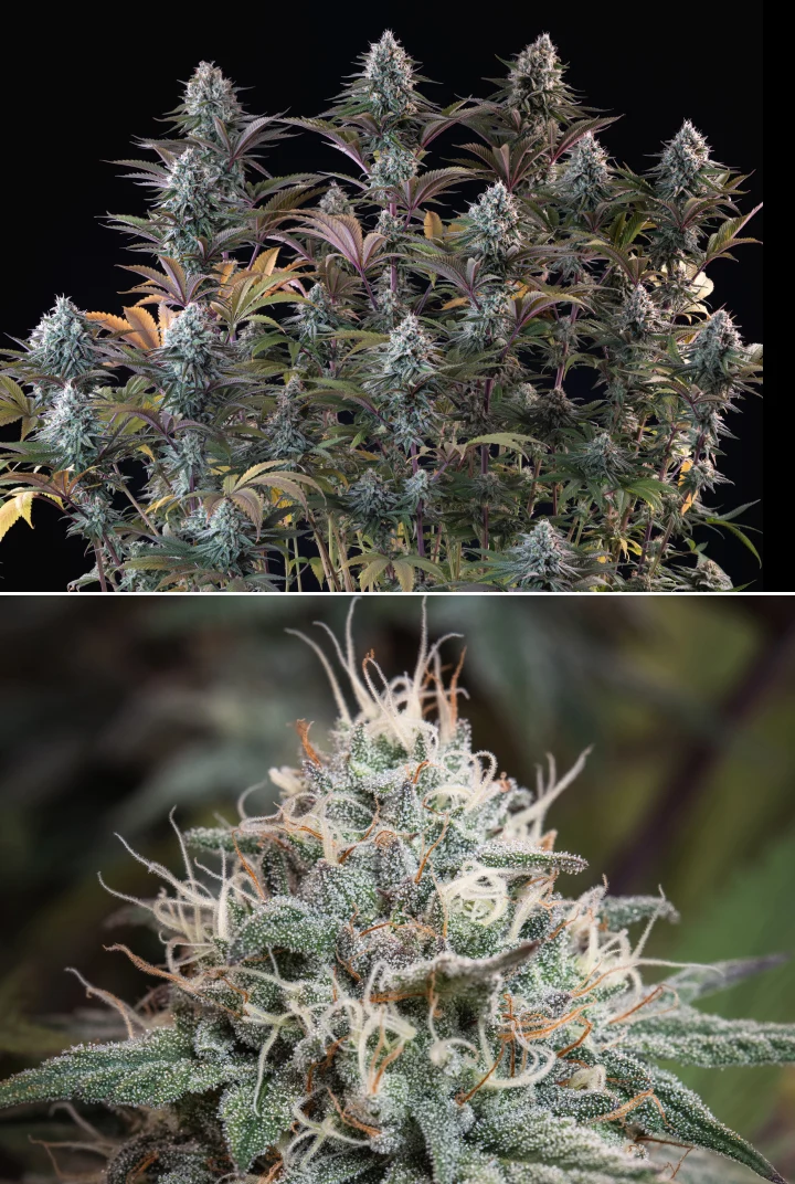 Astro Lemonade F1: cogollos densos y resinosos Planta de cannabis Astro Lemonade F1 con cogollos densos y escarchados, pistilos blancos, hojas moradas y una gran producción de resina sobre un fondo oscuro.