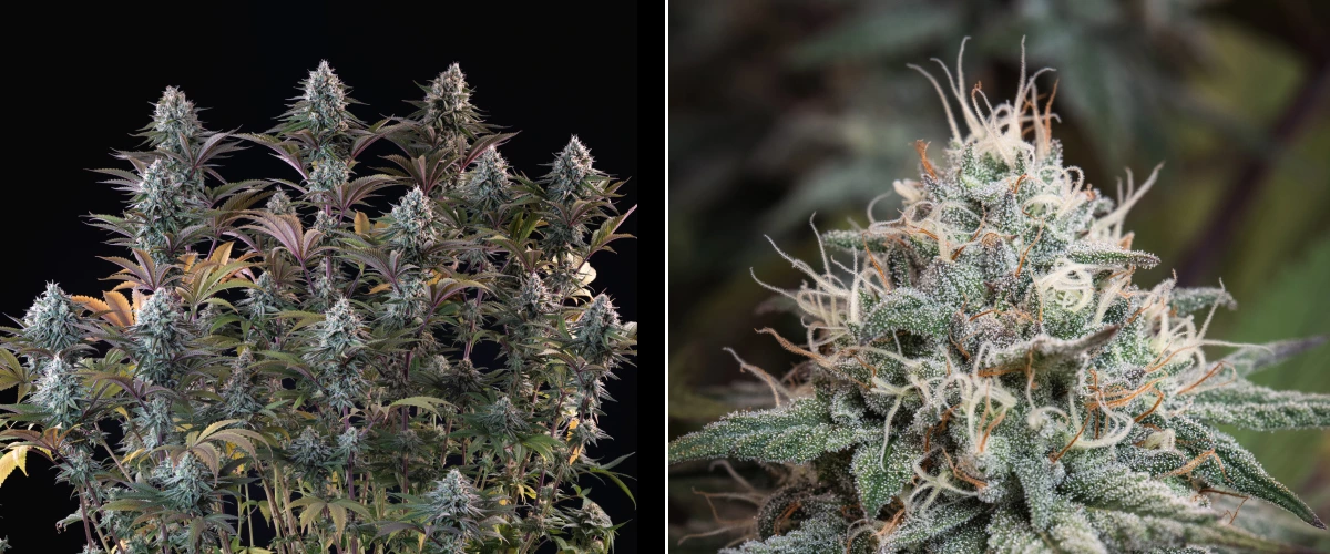 Astro Lemonade F1: cogollos densos y resinosos Planta de cannabis Astro Lemonade F1 con cogollos densos y escarchados, pistilos blancos, hojas moradas y una gran producción de resina sobre un fondo oscuro.