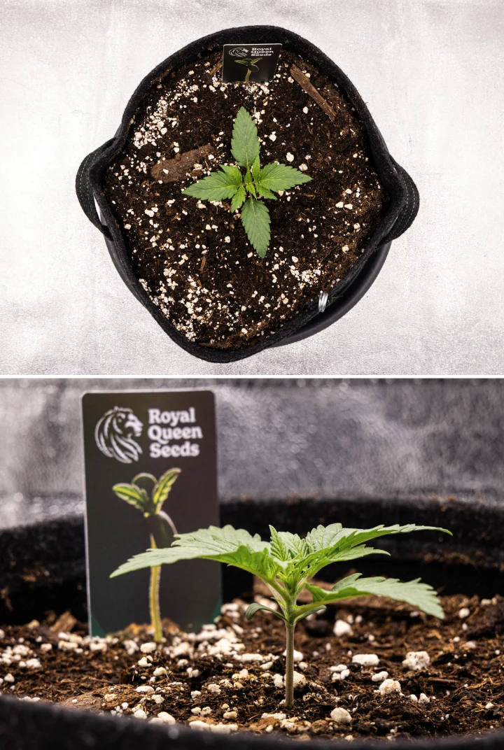 Grow report de Atlas F1: semana 1, etapa de plántula Plántula de cannabis Atlas F1 creciendo en una maceta de tela durante la semana 1 del grow report, mostrando el desarrollo temprano de las hojas, suelo sano, perlita y una etiqueta de Royal Queen Seeds.