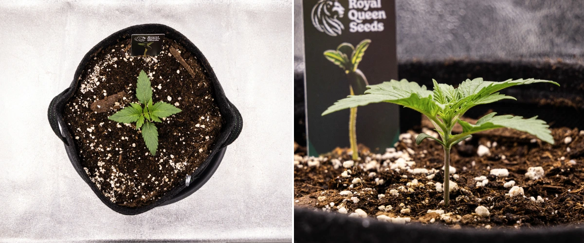 Grow report de Atlas F1: semana 1, etapa de plántula Plántula de cannabis Atlas F1 creciendo en una maceta de tela durante la semana 1 del grow report, mostrando el desarrollo temprano de las hojas, suelo sano, perlita y una etiqueta de Royal Queen Seeds.