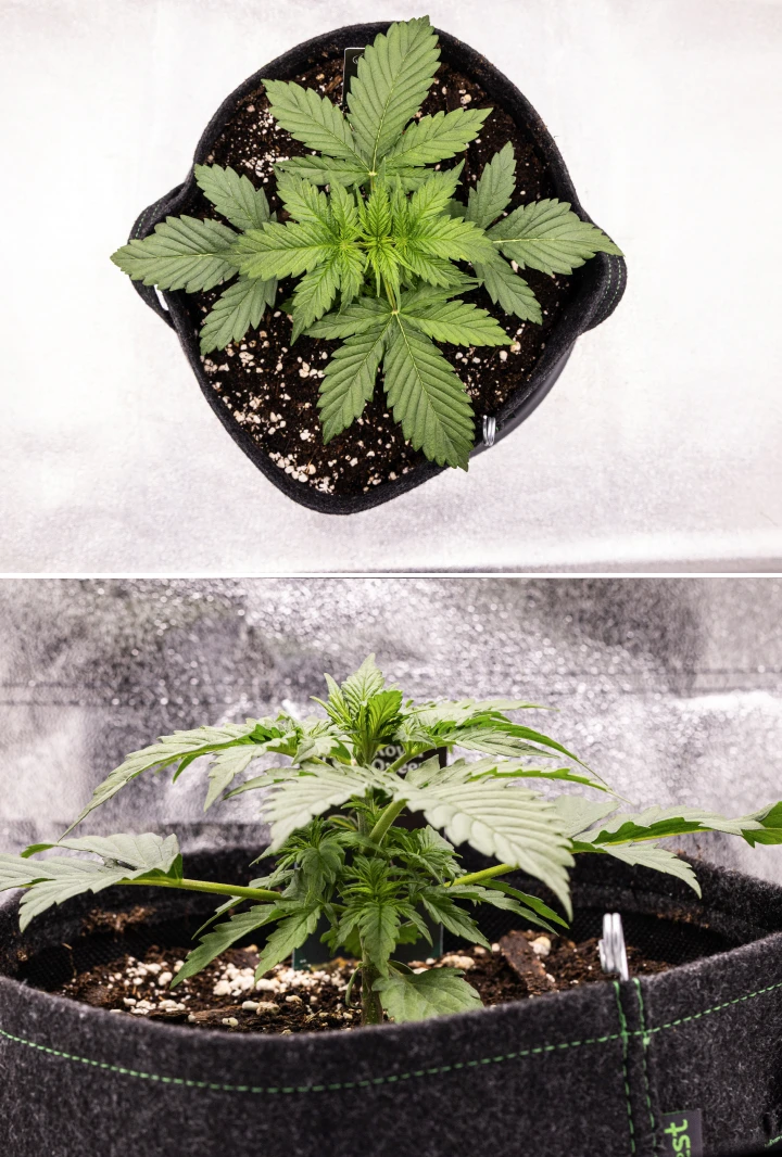 Grow report de Atlas F1: semana 2, crecimiento vegetativo Planta de cannabis Atlas F1 creciendo en una maceta de tela durante la semana 2 del grow report, mostrando un crecimiento vegetativo saludable, hojas verdes anchas, sustrato con perlita y una estructura compacta.