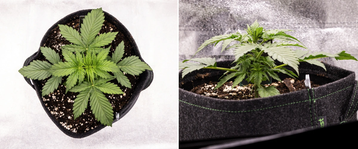 Grow report de Atlas F1: semana 2, crecimiento vegetativo Planta de cannabis Atlas F1 creciendo en una maceta de tela durante la semana 2 del grow report, mostrando un crecimiento vegetativo saludable, hojas verdes anchas, sustrato con perlita y una estructura compacta.