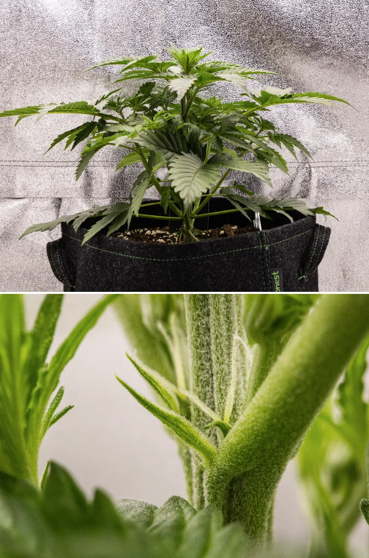 Grow report de Atlas F1: semana 3, inicio de floración Planta de cannabis Atlas F1 creciendo en una maceta de tela durante la semana 3 del grow report, mostrando crecimiento compacto, primeros signos de floración, pistilos blancos y follaje verde saludable.