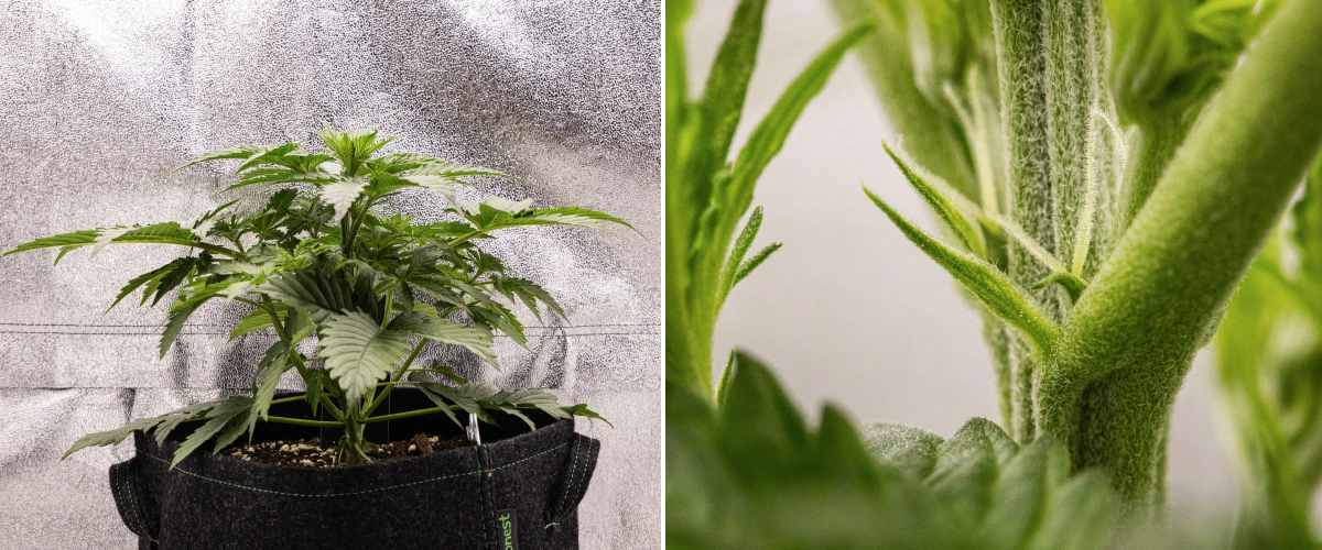 Grow report de Atlas F1: semana 3, inicio de floración Planta de cannabis Atlas F1 creciendo en una maceta de tela durante la semana 3 del grow report, mostrando crecimiento compacto, primeros signos de floración, pistilos blancos y follaje verde saludable.