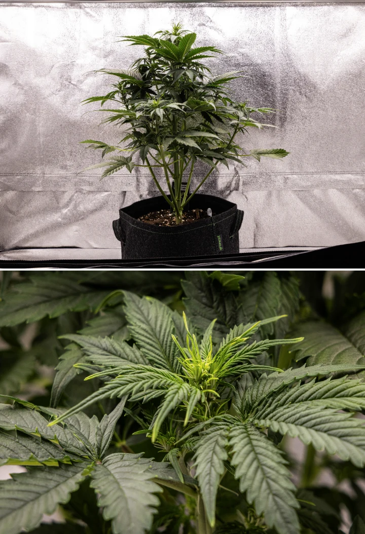 Grow report de Atlas F1: semana 4, stretch de floración Planta de cannabis Atlas F1 creciendo en una maceta de tela durante la semana 4 del grow report, mostrando un fuerte crecimiento vertical, formación temprana de cogollos, hojas verdes sanas y sitios de floración visibles.