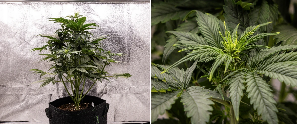 Grow report de Atlas F1: semana 4, stretch de floración Planta de cannabis Atlas F1 creciendo en una maceta de tela durante la semana 4 del grow report, mostrando un fuerte crecimiento vertical, formación temprana de cogollos, hojas verdes sanas y sitios de floración visibles.