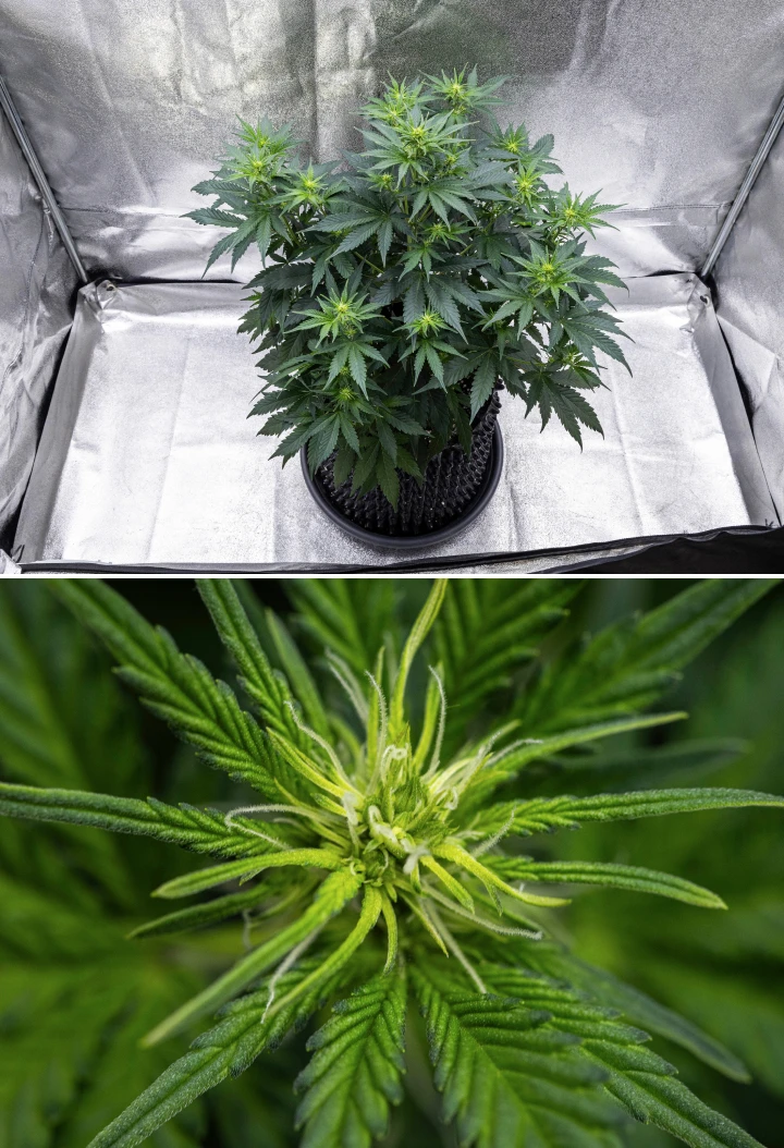 Grow report de Atlas F1: semana 5, desarrollo de cogollos Planta de cannabis Atlas F1 creciendo en una maceta de tela durante la semana 5 del grow report, mostrando múltiples sitios de floración, cogollos en desarrollo, pistilos blancos y follaje verde saludable.