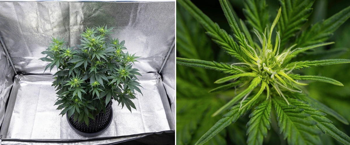 Grow report de Atlas F1: semana 5, desarrollo de cogollos Planta de cannabis Atlas F1 creciendo en una maceta de tela durante la semana 5 del grow report, mostrando múltiples sitios de floración, cogollos en desarrollo, pistilos blancos y follaje verde saludable.