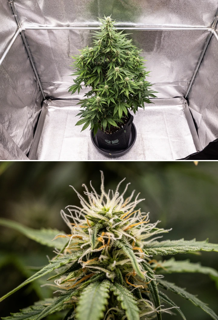 Grow report de Atlas F1: semana 6, cogollos resinosos Planta de cannabis Atlas F1 creciendo en una maceta de tela durante la semana 6 del grow report, mostrando un desarrollo denso de cogollos, pistilos blancos y naranjas, tricomas resinosos y una floración saludable.