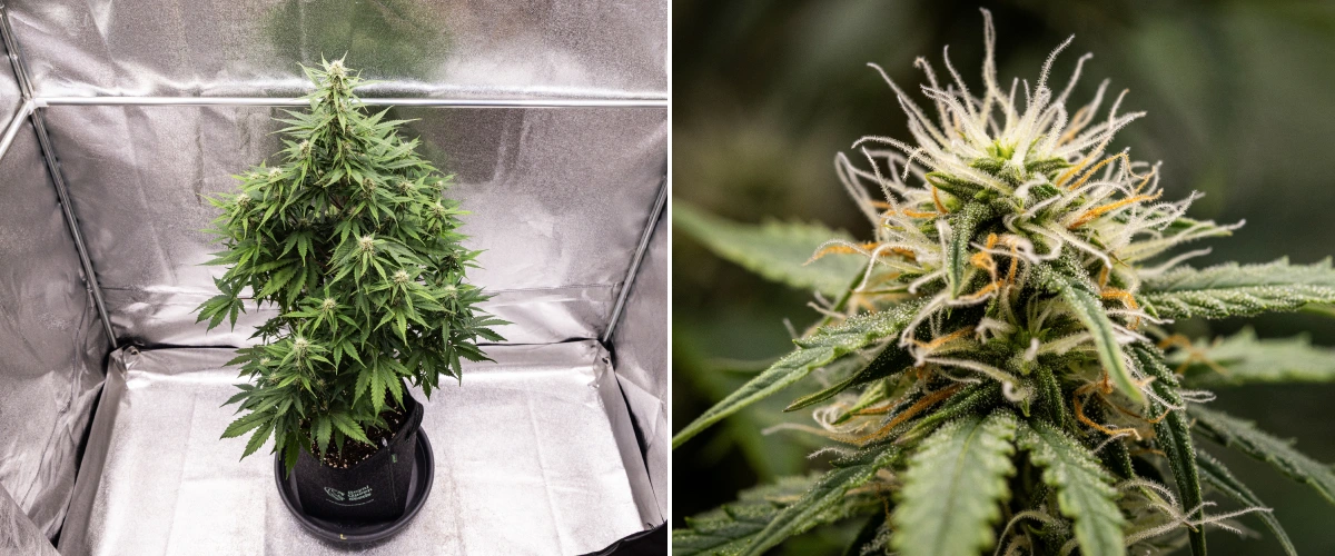 Grow report de Atlas F1: semana 6, cogollos resinosos Planta de cannabis Atlas F1 creciendo en una maceta de tela durante la semana 6 del grow report, mostrando un desarrollo denso de cogollos, pistilos blancos y naranjas, tricomas resinosos y una floración saludable.