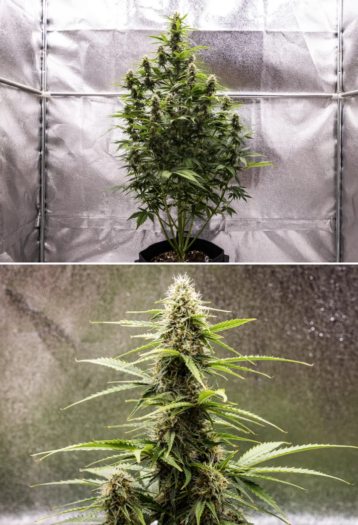 Grow report de Atlas F1: semana 7, cogollos maduros Planta de cannabis Atlas F1 creciendo en una maceta de tela durante la semana 7 del grow report, mostrando desarrollo de cogollos maduros, flores resinosas, pistilos naranjas y una cola central alta.