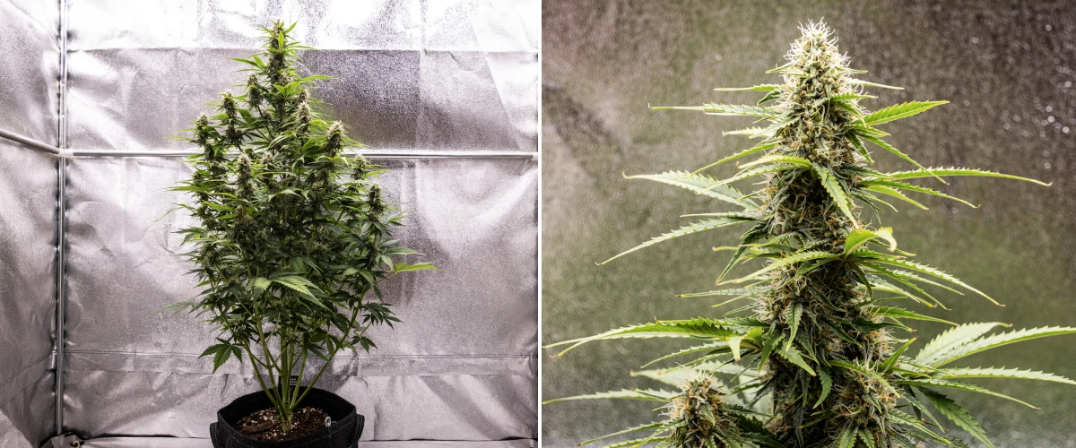 Grow report de Atlas F1: semana 7, cogollos maduros Planta de cannabis Atlas F1 creciendo en una maceta de tela durante la semana 7 del grow report, mostrando desarrollo de cogollos maduros, flores resinosas, pistilos naranjas y una cola central alta.