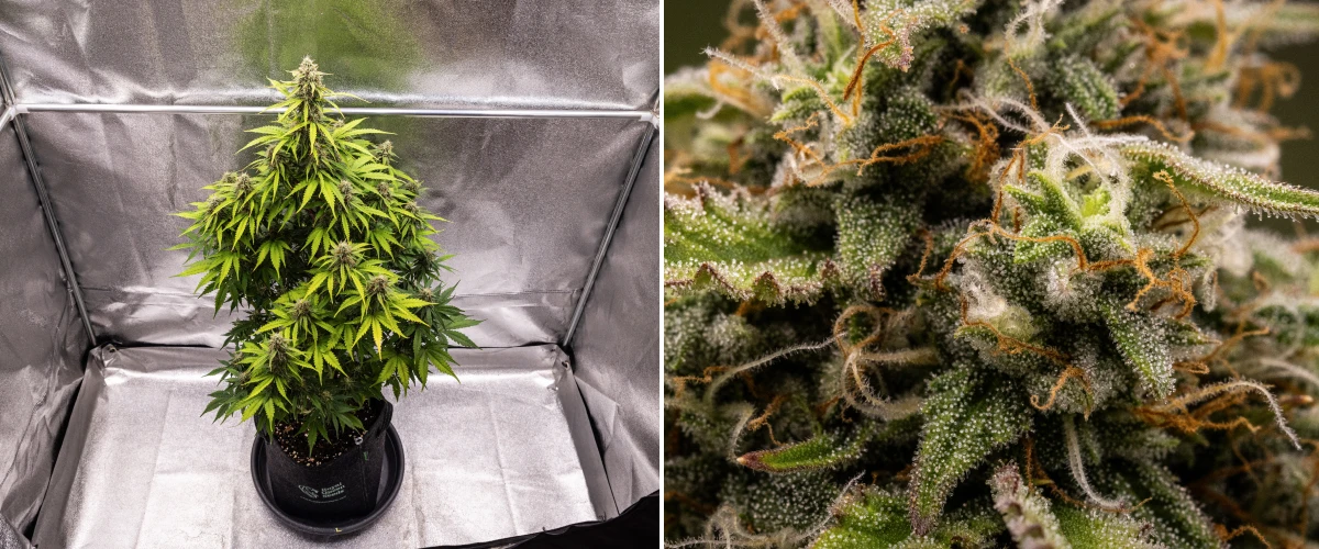 Grow report de Atlas F1: semana 8, cogollos listos para cosechar Planta de cannabis Atlas F1 creciendo en una maceta de tela durante la semana 8 del grow report, mostrando cogollos maduros escarchados, una densa cobertura de tricomas, pistilos naranjas y floración lista para la cosecha.