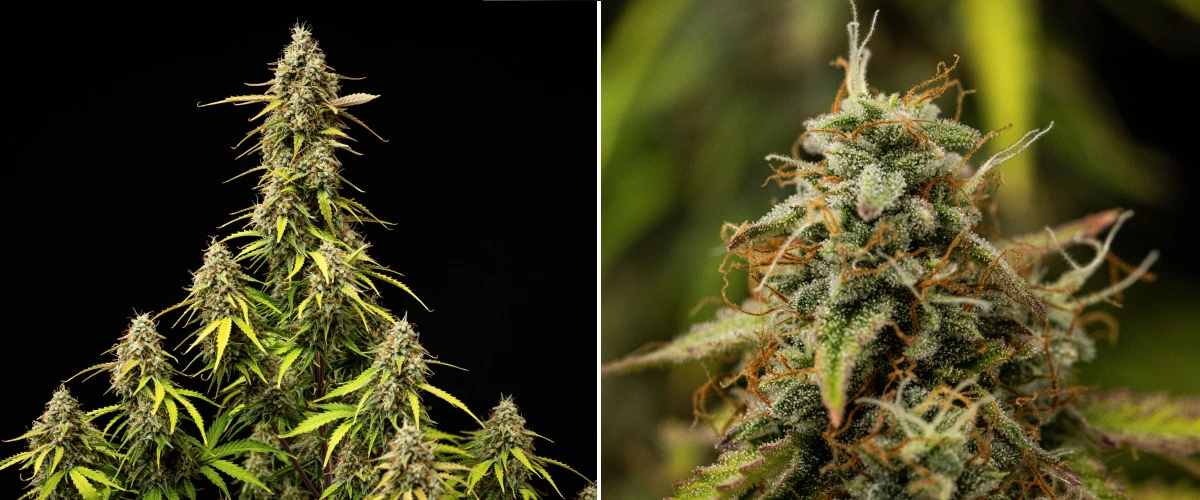 Grow report de Atlas F1: semana 9, maduración final Planta de cannabis Atlas F1 durante la semana 9 del grow report, mostrando cogollos completamente maduros, una densa cobertura de tricomas, pistilos naranjas, hojas en proceso de decoloración y floración madura.