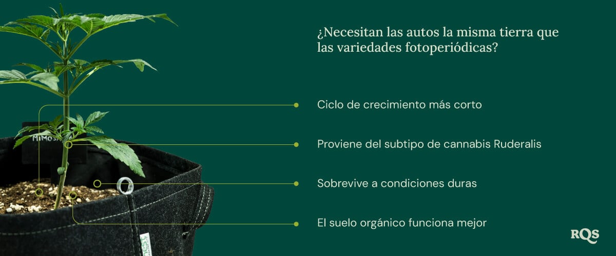 Auto vs photoperiod soil