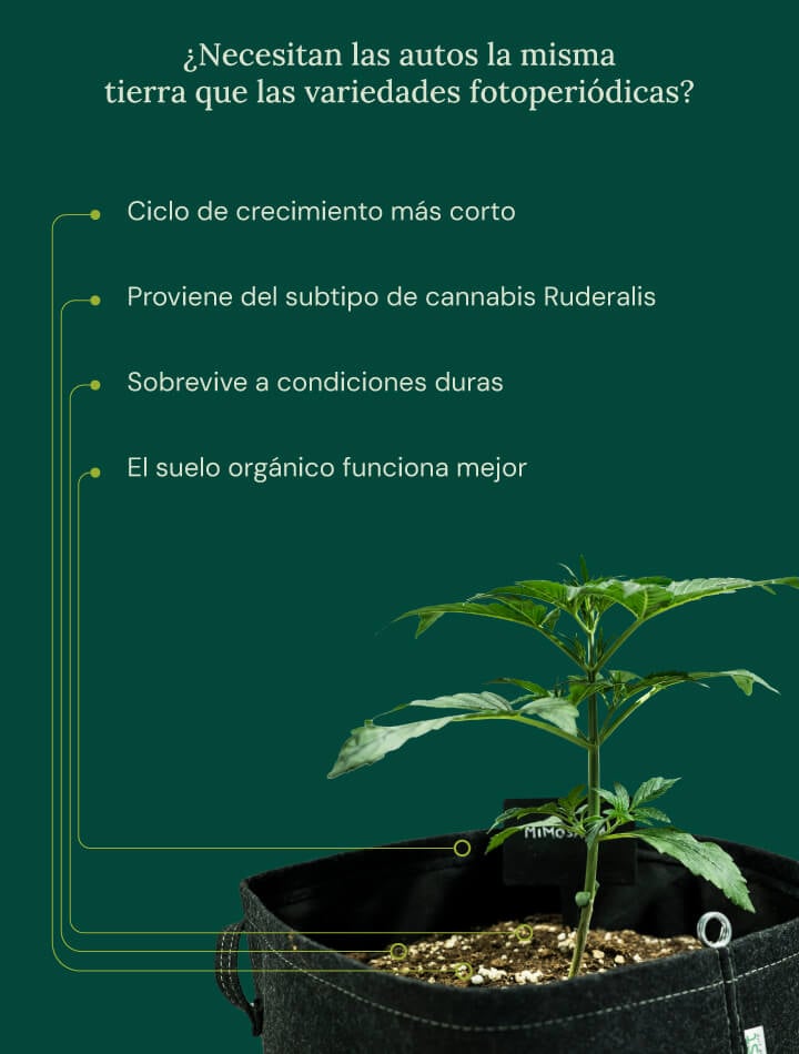 Auto vs photoperiod soil