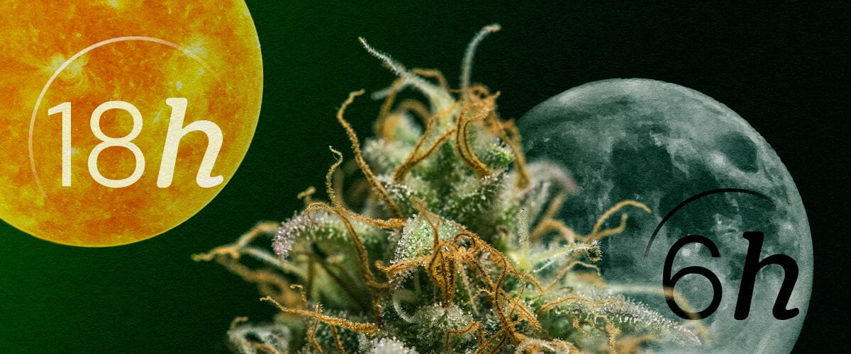 Autofloreciente vs. Fotoperiodo: Entendiendo los Ciclos de Luz del Cannabis Ciclos de luz Autofloreciente vs. Fotoperiodo para principiantes: Comprende la diferencia clave en las necesidades de iluminación para las etapas vegetativa y de floración. Ve los horarios de 18/6 y 12/12 explicados visualmente.