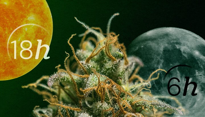 Autofloreciente vs. Fotoperiodo: Entendiendo los Ciclos de Luz del Cannabis Ciclos de luz Autofloreciente vs. Fotoperiodo para principiantes: Comprende la diferencia clave en las necesidades de iluminación para las etapas vegetativa y de floración. Ve los horarios de 18/6 y 12/12 explicados visualmente.