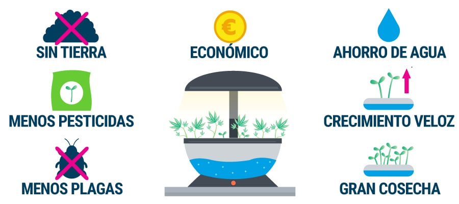 Beneficios Cultivo Hidropónico Cannabis