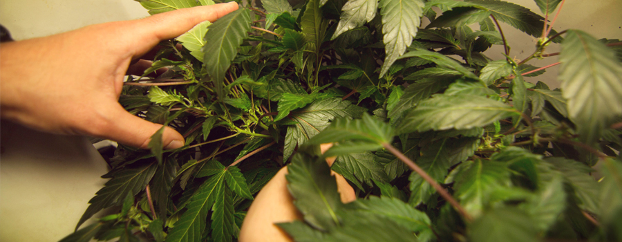 Ramas dobladas planta de cannabis estiramiento