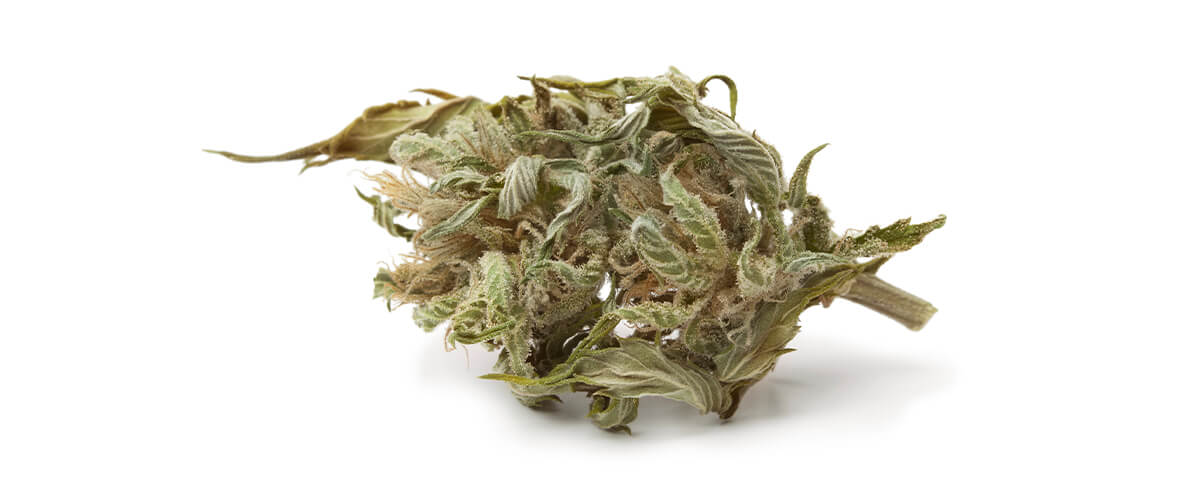 ¿Qué es la marihuana de baja calidad? ¿Qué es la marihuana de baja calidad?