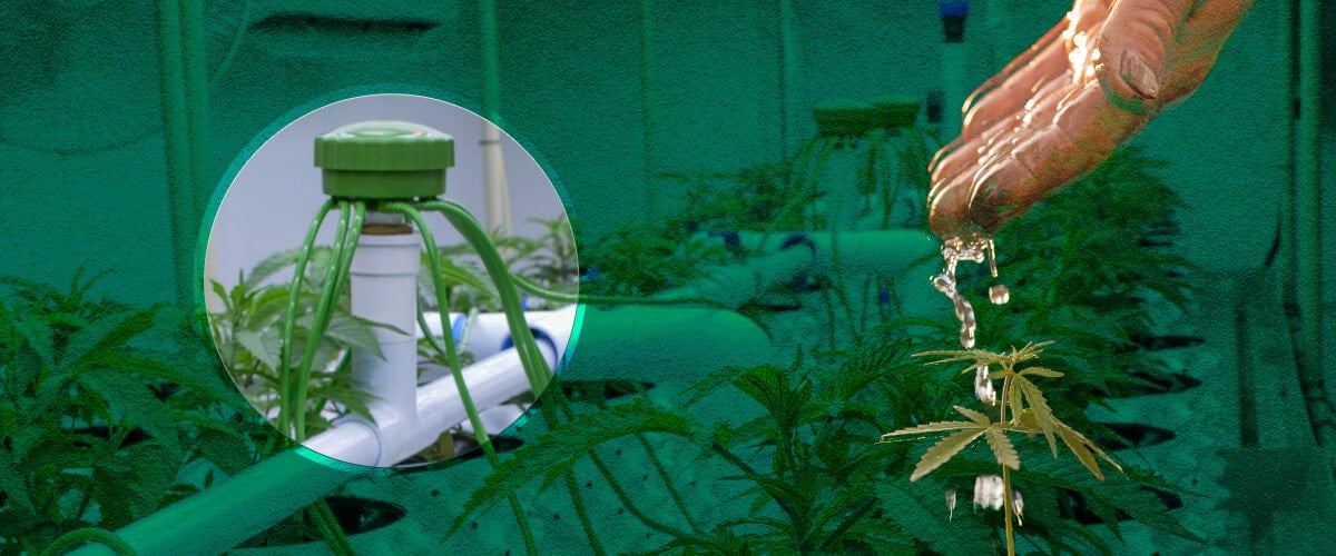 Riego para Carpas de Cultivo de Cannabis: Métodos Básicos Visualizados Opciones básicas de riego para carpas de cultivo de cannabis: Ve ejemplos de riego manual, sistemas de alimentación superior y métodos de riego por goteo para tu jardín de cannabis interior.