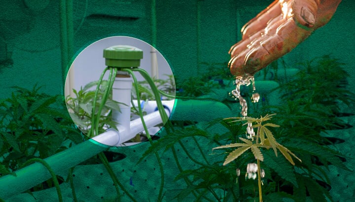 Riego para Carpas de Cultivo de Cannabis: Métodos Básicos Visualizados Opciones básicas de riego para carpas de cultivo de cannabis: Ve ejemplos de riego manual, sistemas de alimentación superior y métodos de riego por goteo para tu jardín de cannabis interior.