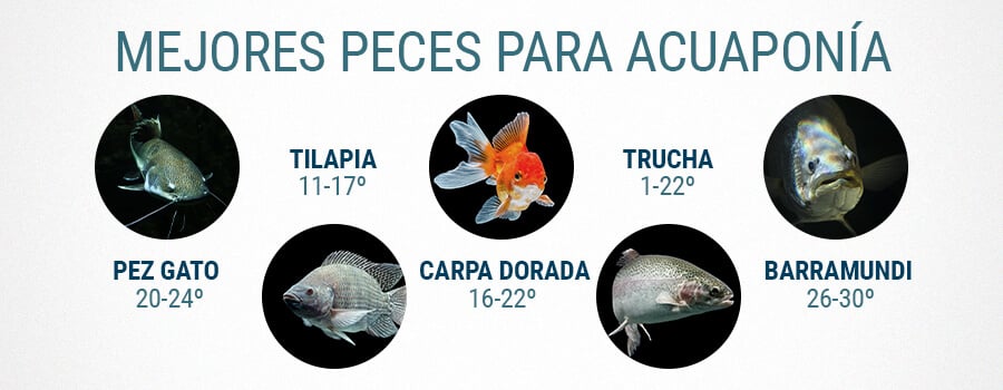 El Mejor Pescado Para Acuaponia Y Cannabis