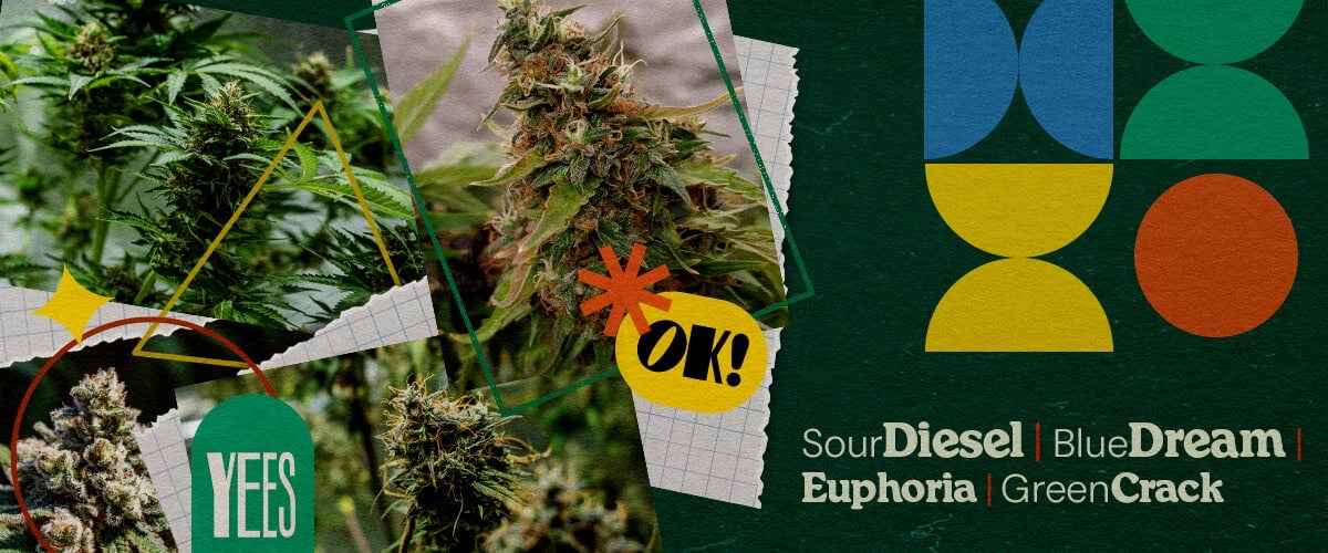 Mejores Cepas de Cannabis para Festivales Musicales Un collage vibrante que muestra varias cepas de cannabis como Sour Diesel, Blue Dream, Euphoria y Green Crack, exhibidas con brotes verdes exuberantes, sobre un fondo verde colorido con formas geométricas y la palabra