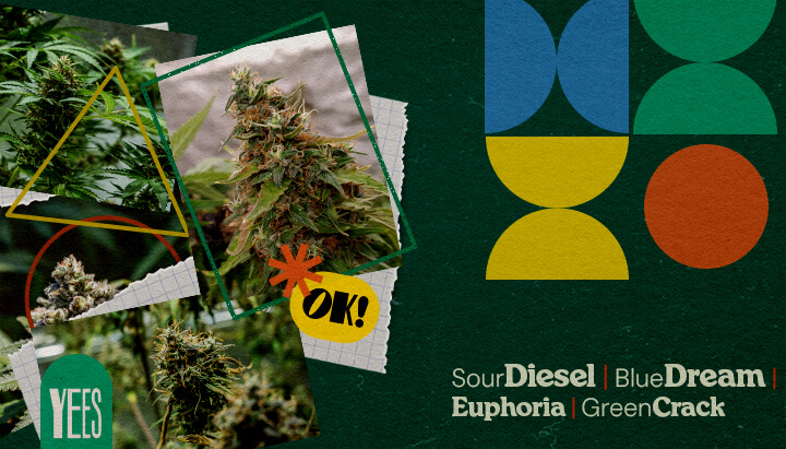 Mejores Cepas de Cannabis para Festivales Musicales Un collage vibrante que muestra varias cepas de cannabis como Sour Diesel, Blue Dream, Euphoria y Green Crack, exhibidas con brotes verdes exuberantes, sobre un fondo verde colorido con formas geométricas y la palabra