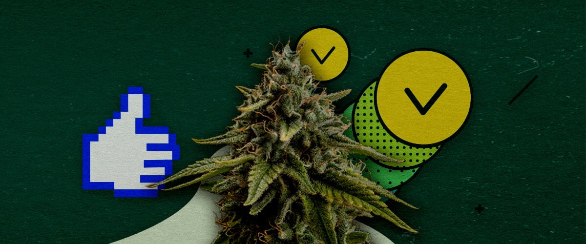 Mejores Técnicas de Entrenamiento para Maximizar el Rendimiento del Cannabis Un cogollo de cannabis con un ícono de pulgar arriba pixelado y dos círculos con marcas de verificación, simbolizando técnicas de entrenamiento aprobadas para maximizar el rendimiento, sobre un fondo verde.