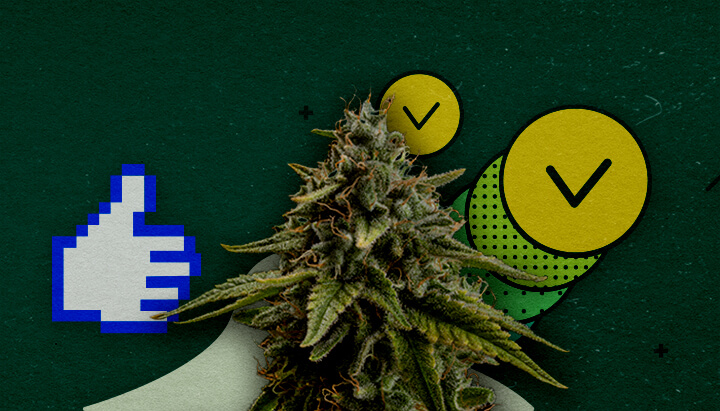 Mejores Técnicas de Entrenamiento para Maximizar el Rendimiento del Cannabis Un cogollo de cannabis con un ícono de pulgar arriba pixelado y dos círculos con marcas de verificación, simbolizando técnicas de entrenamiento aprobadas para maximizar el rendimiento, sobre un fondo verde.