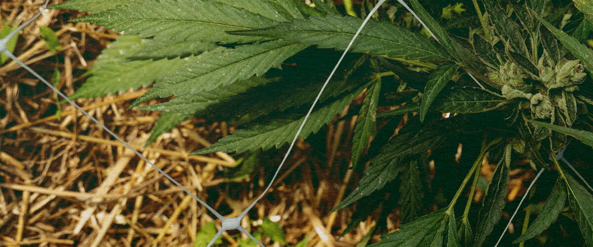 Mejor Aislamiento: Acolchado para Cannabis Planta de cannabis con acolchado y red, destacando el aislamiento del suelo para controlar la temperatura y retener agua, ideal para consejos de eficiencia en cultivo de cannabis.