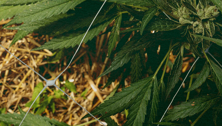 Mejor Aislamiento: Acolchado para Cannabis Planta de cannabis con acolchado y red, destacando el aislamiento del suelo para controlar la temperatura y retener agua, ideal para consejos de eficiencia en cultivo de cannabis.