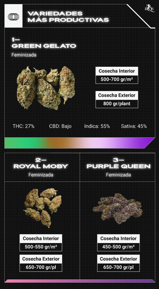 Top RQS Bigger Yield Strains