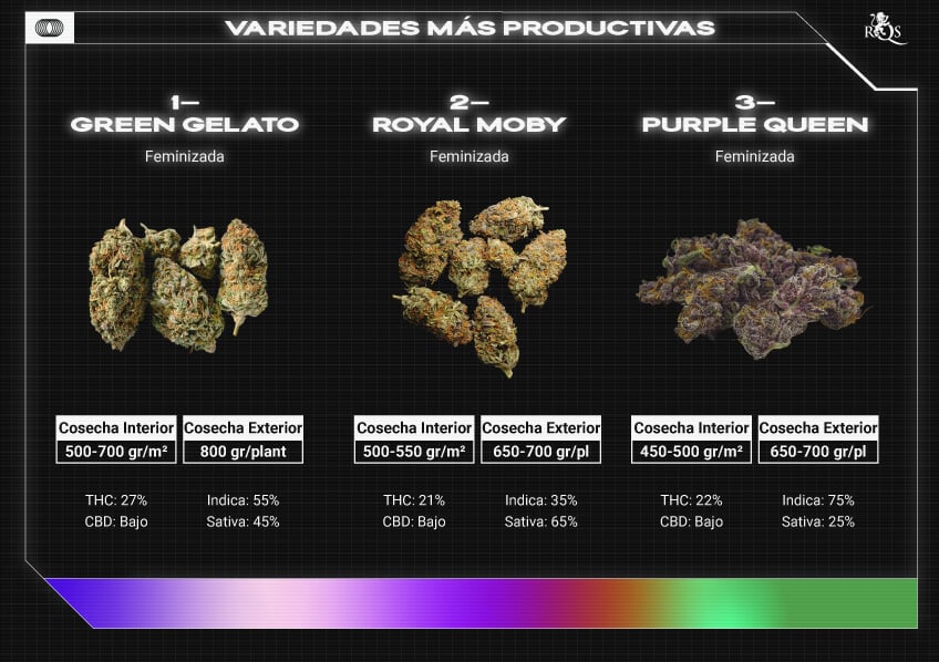 Top RQS Bigger Yield Strains