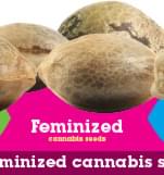 Comprar Semillas de Marihuana Feminizadas