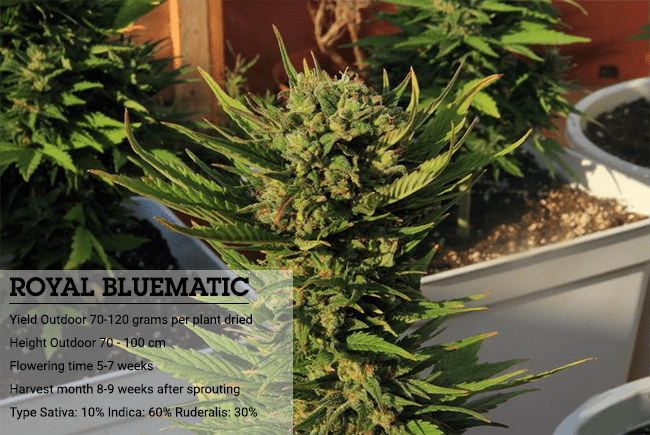 Indica o sativa